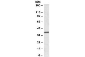 Western blot testing of human colon lysate with HOXA4 antibody at 0. (HOXA4 Antikörper)