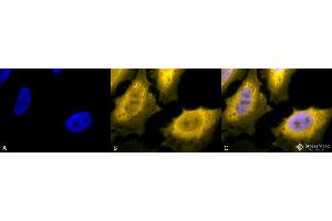 Immunocytochemistry/Immunofluorescence analysis using Chicken Anti-Hsp70 Polyclonal Antibody . (HSP70 Antikörper  (Atto 594))
