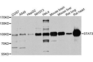 Western blot analysis of extracts of various cell lines, using STAT3 antibody (ABIN5975325) at 1/1000 dilution. (STAT3 Antikörper)