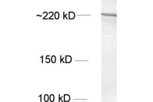 Western Blotting (WB) image for anti-Nestin (NES) antibody (ABIN1742563) (Nestin Antikörper)