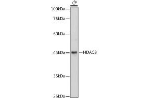 Western blot analysis of extracts of C6 cells, using HD antibody (ABIN6128014, ABIN6141689, ABIN6141690 and ABIN7101785) at 1:1000 dilution. (HDAC8 Antikörper  (AA 1-377))