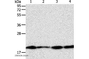 Western blot analysis of Lncap, SKOV3, MCF7 and 293T cell, using DIABLO Polyclonal Antibody at dilution of 1:800 (DIABLO Antikörper)