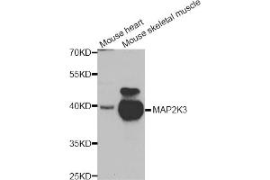 Western blot analysis of extracts of various cell lines, using MAP2K3 antibody (ABIN5975625) at 1/1000 dilution. (MAP2K3 Antikörper)