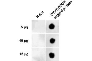 Dot Blot analysis using Rabbit Anti-DYKDDDDK Tag Polyclonal Antibody (ABIN5651031). (DYKDDDDK Tag Antikörper  (Atto 594))