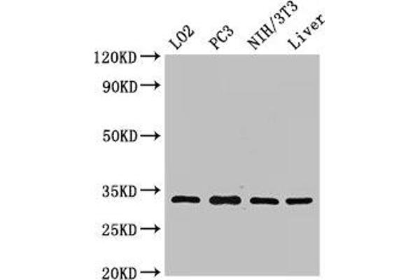 SIX Homeobox 1 Antikörper  (AA 144-262)