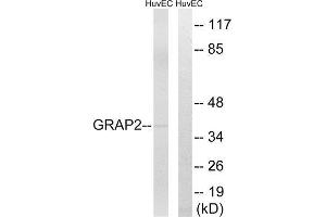 Western Blotting (WB) image for anti-GRB2-Related Adaptor Protein 2 (GRAP2) (Internal Region) antibody (ABIN1851379) (GRAP2 Antikörper  (Internal Region))