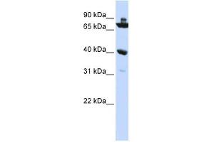 C7ORF31 antibody used at 1 ug/ml to detect target protein. (C7orf31 Antikörper  (N-Term))