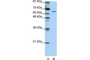 Western Blotting (WB) image for anti-Staufen Double-Stranded RNA Binding Protein 1 (STAU1) antibody (ABIN2462172) (STAU1/Staufen Antikörper)