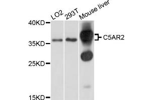 Western blot analysis of extracts of various cell lines, using C5AR2 antibody (ABIN4903091) at 1:1000 dilution. (GPR77 Antikörper)