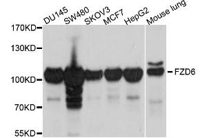Western blot analysis of extracts of various cell lines, using FZD6 antibody (ABIN5997760) at 1/1000 dilution. (FZD6 Antikörper)