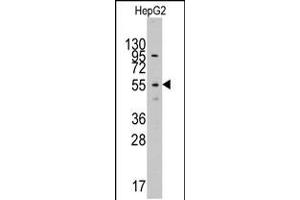 Western blot analysis of anti-LAP3Pab in HepG2 cell line lysates (35ug/lane) (LAP3 Antikörper  (N-Term))