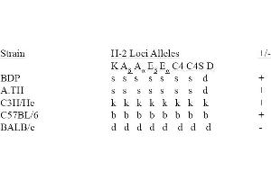 strain distribution (MHC Class II I-Ap Antikörper (Biotin))