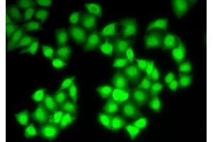 Immunofluorescence (IF) image for anti-Deoxyribonuclease I (DNASE1) (AA 22-282) antibody (ABIN6219627) (DNASE1 Antikörper  (AA 22-282))