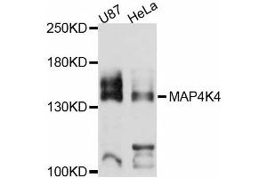 Western blot analysis of extracts of various cell lines, using MAP4K4 antibody (ABIN5998178) at 1:3000 dilution. (MAP4K4 Antikörper)