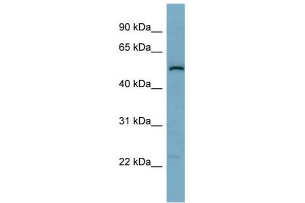 SNAP47 Antikörper  (Middle Region)