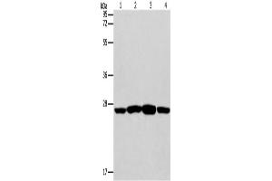 Western Blotting (WB) image for anti-Caspase 14, Apoptosis-Related Cysteine Peptidase (CASP14) antibody (ABIN2421004) (CASP14 Antikörper)