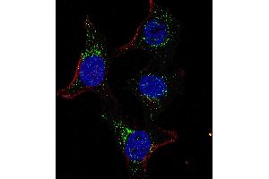 Immunofluorescence (IF) image for anti-Pyruvate Dehydrogenase Kinase, Isozyme 4 (PDK4) (AA 382-410), (C-Term) antibody (ABIN391039)