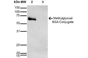 Western Blot analysis of Methylglyoxal-BSA Conjugate showing detection of 67 kDa Methylglyoxal-BSA using Mouse Anti-Methylglyoxal Monoclonal Antibody, Clone 9E7 . (Methylglyoxal (MG) Antikörper (HRP))