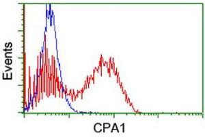 Image no. 2 for anti-Carboxypeptidase A1 (Pancreatic) (CPA1) antibody (ABIN1497593) (CPA1 Antikörper)