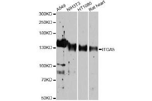 Western blot analysis of extracts of various cell lines, using ITGA5 antibody (ABIN5975405) at 1/1000 dilution. (ITGA5 Antikörper)