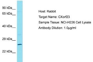 Host: Rabbit Target Name: CXorf23 Sample Type: NCI-H226 Whole cell lysates Antibody Dilution: 1. (CXORF23 Antikörper  (C-Term))