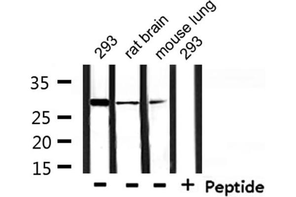 YWHAE Antikörper  (C-Term)