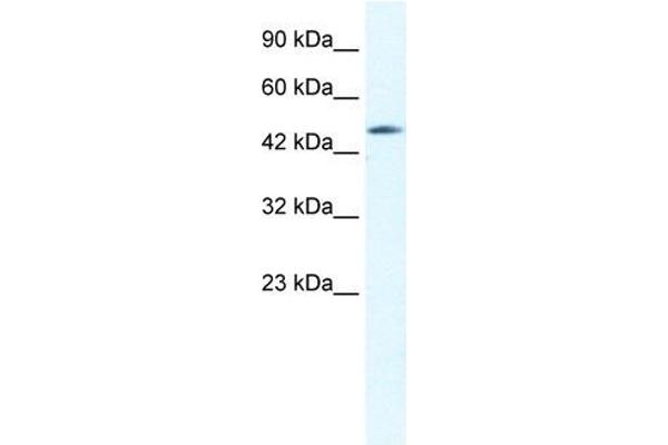 GJD4 Antikörper  (C-Term)