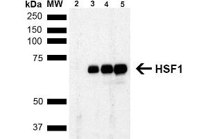 Western Blot analysis of Human Breast adenocarcinoma cell line (MCF7) showing detection of ~65 kDa HSF1 protein using Rat Anti-HSF1 Monoclonal Antibody, Clone 4B4 (ABIN1741569). (HSF1 Antikörper  (AA 425-439) (FITC))