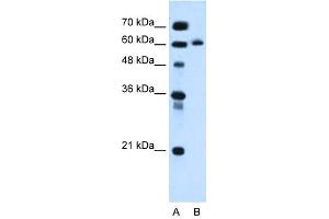 KIAA1754L antibody used at 0. (ITPRIPL1 Antikörper  (C-Term))