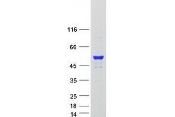 ARHGAP1 Protein (Myc-DYKDDDDK Tag)