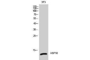 Western Blotting (WB) image for anti-Heat Shock 10kDa Protein 1 (Chaperonin 10) (HSPE1) (Internal Region) antibody (ABIN3175563) (HSPE1 Antikörper  (Internal Region))