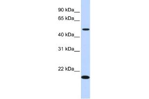 WB Suggested Anti-C5orf55 Antibody Titration: 0. (EXOC3-AS1/C5orf55 Antikörper  (N-Term))