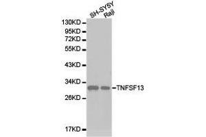 Western Blotting (WB) image for anti-Tumor Necrosis Factor (Ligand) Superfamily, Member 13 (TNFSF13) antibody (ABIN1875143) (TNFSF13 Antikörper)