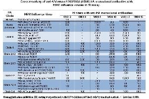 anti H5N1 antibody-Virus Neutralization Shown are titers of  anti H5N1 antibodies against a variety of H5N1 influenza viruses . (Hemagglutinin Antikörper)