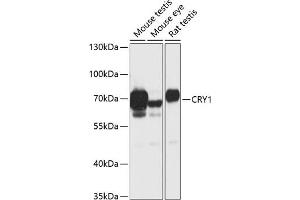 Western blot analysis of extracts of various cell lines, using CRY1 antibody (ABIN6130203, ABIN6139061, ABIN6139064 and ABIN6217742) at 1:1000 dilution. (CRY1 Antikörper  (AA 1-255))