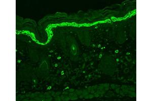 Immunohistochemistry analysis using Mouse Anti-Phosphotyrosine Monoclonal Antibody, Clone G104 . (Phosphotyrosine Antikörper  (Atto 390))