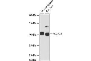 Western blot analysis of extracts of various cell lines, using FCGR2B antibody (ABIN6131548, ABIN6140541, ABIN6140543 and ABIN6216224) at 1:1000 dilution. (FCGR2B Antikörper)