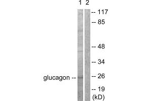 Western blot analysis of extracts from COS7 cells, using Glucagon antibody (ABIN5976409). (Glucagon Antikörper  (Internal Region))
