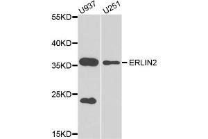 Western blot analysis of extracts of various cell lines, using ERLIN2 antibody (ABIN5974552) at 1/1000 dilution. (ERLIN2 Antikörper)