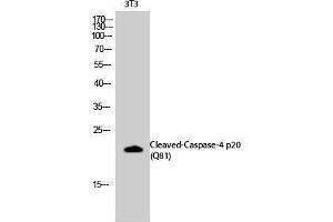 Western Blotting (WB) image for anti-Caspase 4 p20 (cleaved), (Gln81) antibody (ABIN3172749) (Caspase 4 p20 (cleaved), (Gln81) Antikörper)