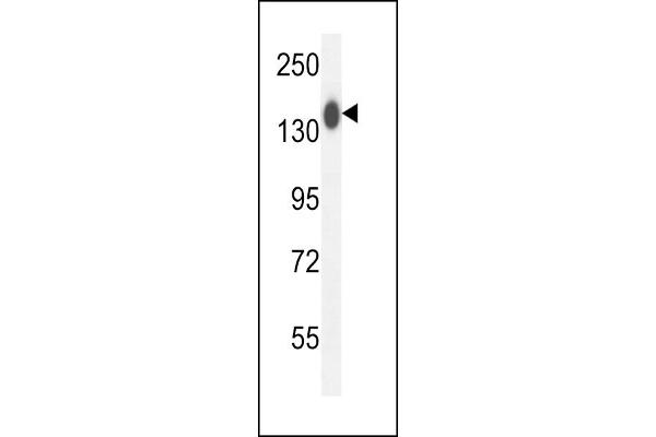 COL19A1 Antikörper  (N-Term)