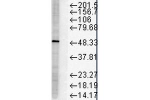 Western Blot analysis of Human HeLa cell lysates showing detection of FKBP51 protein using Mouse Anti-FKBP51 Monoclonal Antibody, Clone Hi51B . (FKBP5 Antikörper  (Atto 390))