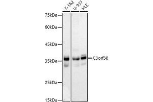 Western blot analysis of extracts of various cell lines, using C3orf38 antibody (ABIN7266382) at 1:1000 dilution. (C3orf38 Antikörper)