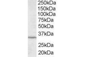 ABIN2563432 staining (2µg/ml) of HepG2 lysate (RIPA buffer, 35µg total protein per lane). (ING2 Antikörper  (C-Term))