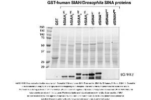 Image no. 1 for anti-E3 Ubiquitin-Protein Ligase SIAH1/2 (AA 280-331), (C-Term) antibody (ABIN363297) (E3 Ubiquitin-Protein Ligase SIAH1/2 (AA 280-331), (C-Term) Antikörper)