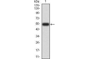 Western Blotting (WB) image for anti-14-3-3 alpha + beta (YWHAB) (AA 1-246) antibody (ABIN5906537) (YWHAB Antikörper  (AA 1-246))