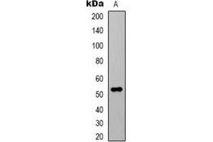 Western blot analysis of Alpha-tubulin (AcK40) expression in HeLa (A) whole cell lysates. (alpha Tubulin Antikörper  (acLys40))