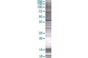 SPG11 transfected lysate. (SPG11 293T Cell Transient Overexpression Lysate(Denatured))