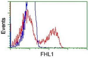 Flow Cytometry (FACS) image for anti-Four and A Half LIM Domains 1 (FHL1) antibody (ABIN1500974) (FHL1 Antikörper)