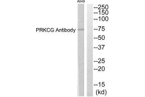 Western Blotting (WB) image for anti-Protein Kinase C, gamma (PRKCG) (Internal Region) antibody (ABIN1852723) (PKC gamma Antikörper  (Internal Region))